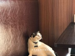 大堂-喵园·猫主题咖啡厅·撸猫·猫咖(国贸店)