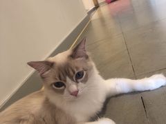 -CAT’S MEWSTAR CAFE·喵星球猫屋(晴湾咖啡店)