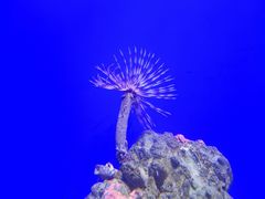 -青岛海底世界-水族馆
