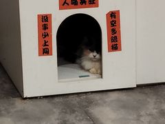-楼上猫咖(罗湖店)