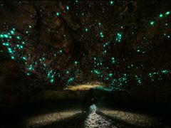 -怀托摩萤火虫洞