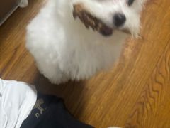 -辛巴宠物医疗中心·骨科·内分泌专科·心肾专科(亭林公园店)