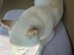 -柴务处·柴犬主题狗咖