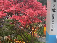 -深圳仙湖植物园