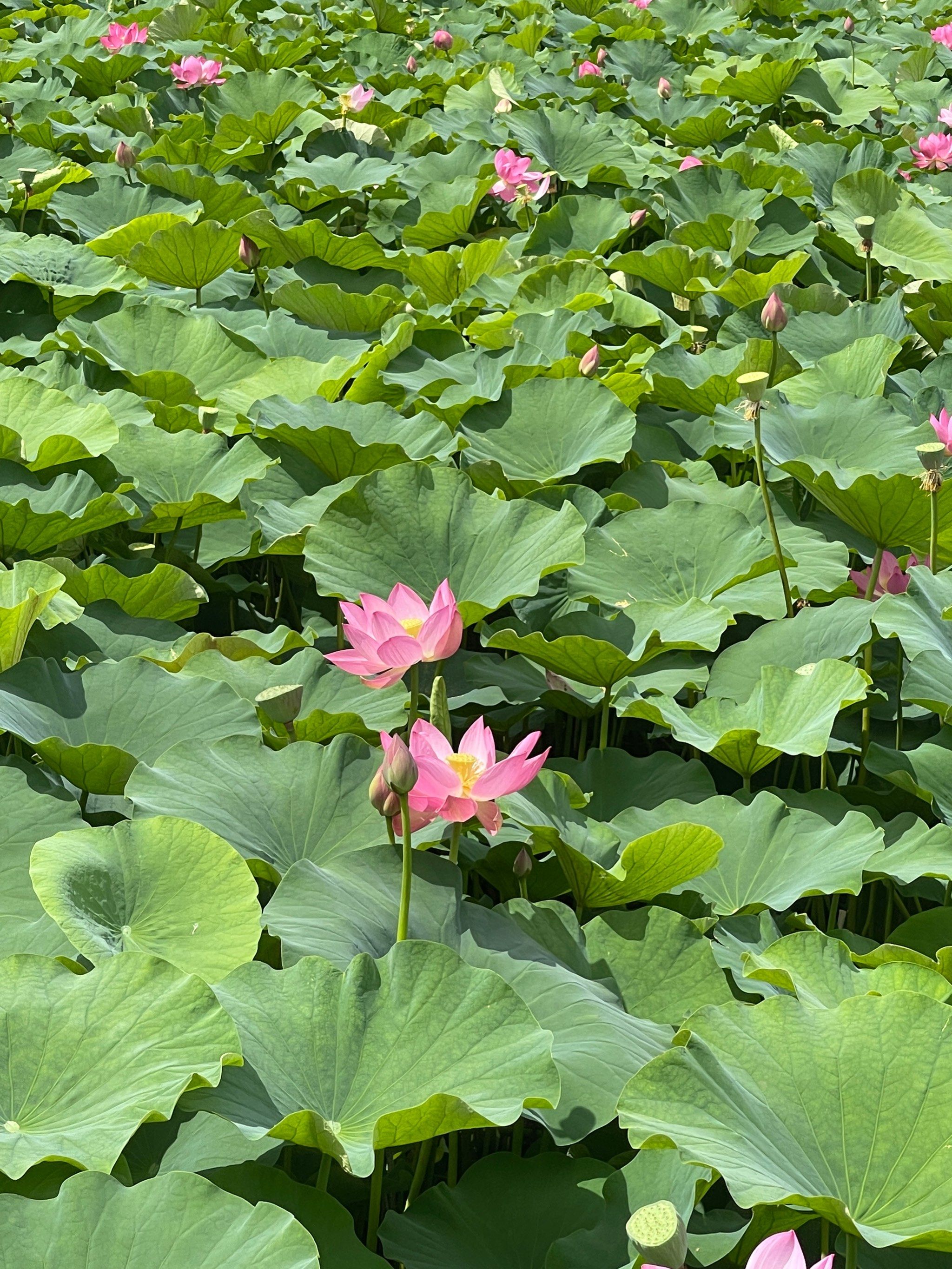 夏日荷花美景🌸