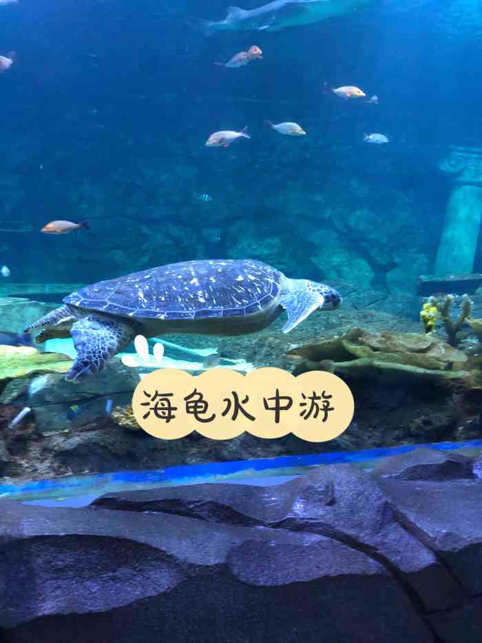 西安海洋极地公园图片