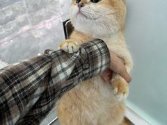 -爱洗澡的猫(望京店)