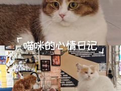 -平行世界·猫咖(首经贸店)