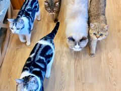 -有喵·猫咖·狗咖·40+猫狗有小奶狗(岗厦店)