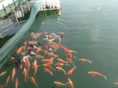 -广州市流溪河国家森林公园