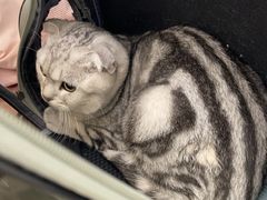 -北京观赏动物医院·24小时大型综合·猫专科·异宠专科