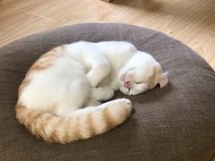 -猫和宫(六道口店)