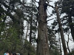-天目山大树王景区