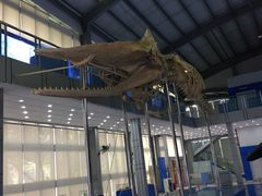 -上海海洋大学鱼文化博物馆(军工路校区)