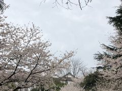 -武汉大学-樱园