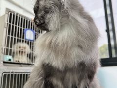 -嘉馨宠物医院·CT影像转诊·心脏科·犬猫全科诊疗中心(下沙大学城院区)