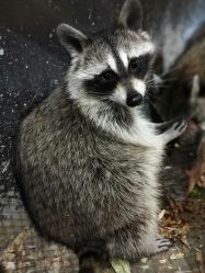 -酷嗒动物文化乐园(cutezoo西溪乐天城店)