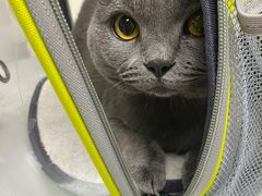 -伟伟宠物医院·CT影像中心·瑞派犬猫综合性门诊(汉口总院)