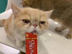 -飞行喵MR PILOT|猫舍·猫咖(静安大融城店)
