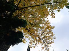 -苏州文庙(姑苏区)