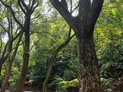 -上海佘山国家森林公园天马山园