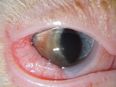 -爱侣宠医·鹦鹉专科·小型哺乳类·异宠专科(灵石路店)