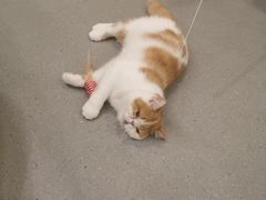 -飞行喵MR PILOT|猫舍·猫咖(静安大融城店)