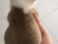 -1013 PET SHOP 宠物商店(近铁城市广场店)
