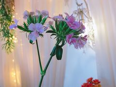 -Jo's Garden