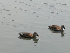 -西湖游船