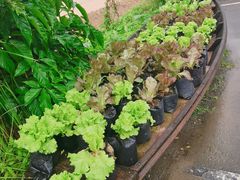 -Ohkajhu Organic Farm Sansai