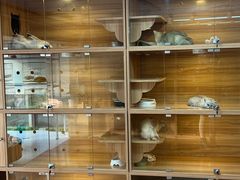 -喵百万·布偶·蓝金金渐层英短·猫舍(百子湾店)