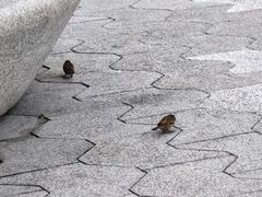 -星光大道