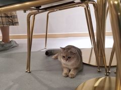 -飞行喵MR PILOT|猫舍·猫咖(静安大融城店)