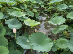 -莲花池公园