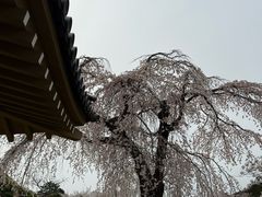 -醍醐寺