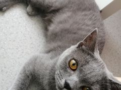 -我爱猫咪·猫咖·狗咖·安哥拉兔·羊驼咖(小寨华旗店)