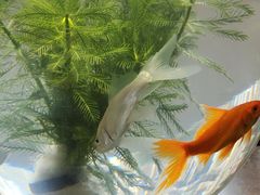 -青石桥花鸟鱼虫市场(叠翠城店)