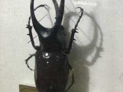 -上海昆虫博物馆