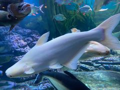 -上海海洋水族馆