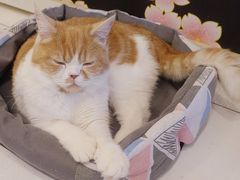 -Let's go狗咖·猫咖·奶狗·桌游(春熙路IFS店)