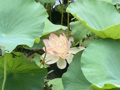-荷塘月色湿地公园·向阳花洲