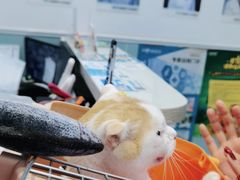 -纳吉亚猫专科动物医院·北北分院