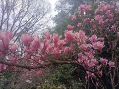 -昆明植物园