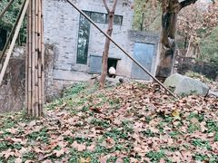 -都江堰中华大熊猫苑
