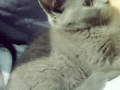 -喵的天空名猫咖啡馆·撸猫·猫舍·用品