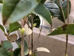 -必胜客(松江三湘宅急送店)