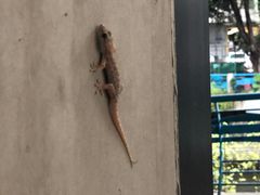 -探窝·竹笙椰子鸡(杨箕店)