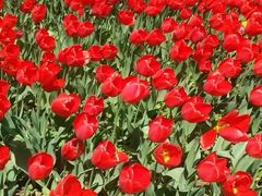 -洛阳郁金香牡丹园