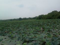 -大湾区中央湿地公园